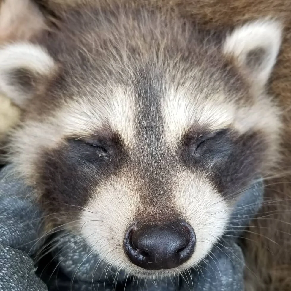 Urban Wildlife Control Inc photo 3