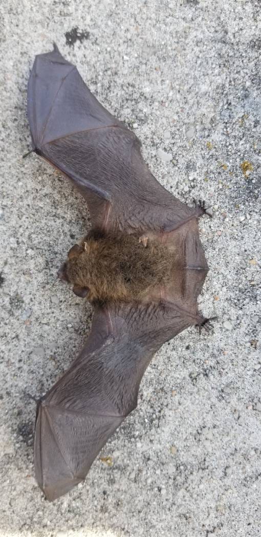 g3 Bat